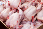 بسیاری از مرغداران اشتیاقی به جوجه‌ریزی ندارند/ هر کیلو مرغ حدود ۱۷ تا ۲۰ هزار تومان/ کنجاله سویا کمیاب شد