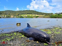 دلفین کشتی ژاپنی نشت نفت موریس