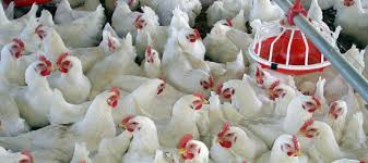 جوجه ریزی کاهش یافت/زیان ۲۵۰۰ تومانی مرغداران در هر کیلو مرغ