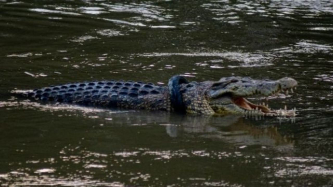 تمساح در دریاچه چیتگر چیتگر تمساح ندارد