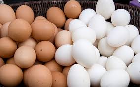 تولید تخم مرغ
