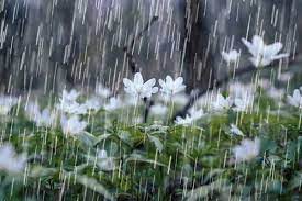 کشاورزان هشدارهای هواشناسی را جدی بگیرند/ استمرار بارش باران در برخی نقاط
