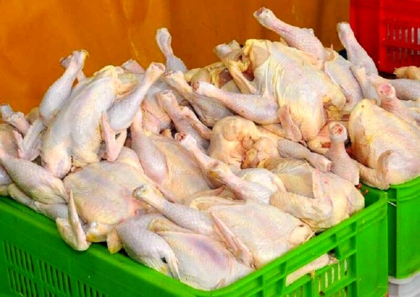 مرغ را بیشتر از ۲۰ هزار و ۴۰۰ تومان نخرید / توزیع روزانه ۱۰۰۰ تن مرغ آغاز شد
