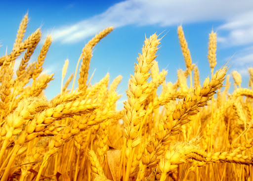 قیمت گندم