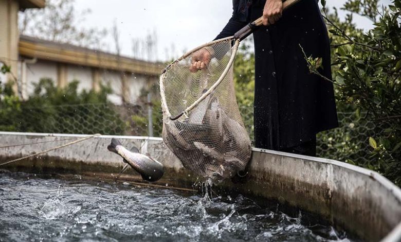 افزایش ۱۰۰ درصدی قیمت ماهی قزال آلا