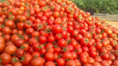 قیمت گوجه در آبان ماه