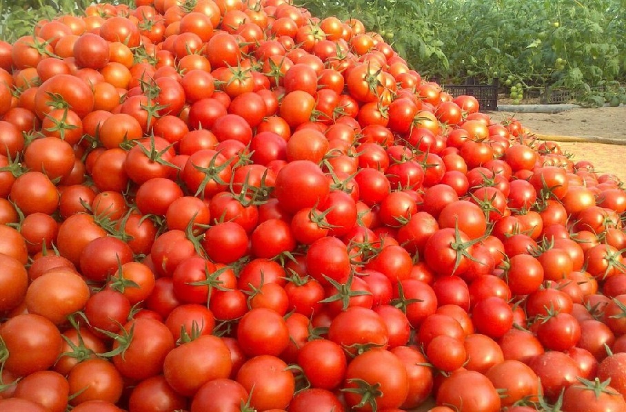 قیمت گوجه در آبان ماه