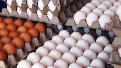 اعلام قیمت تخم مرغ وارداتی با ارز ترجیحی