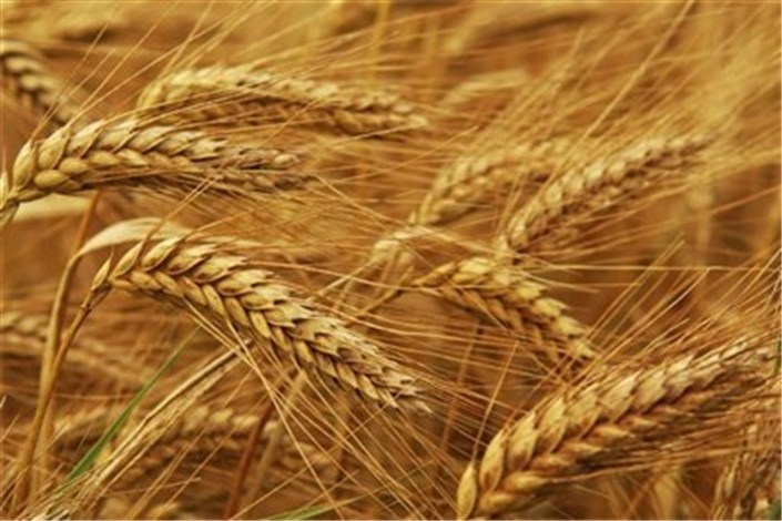 افزایش قیمت گندم در بازارهای جهانی رکورد زد