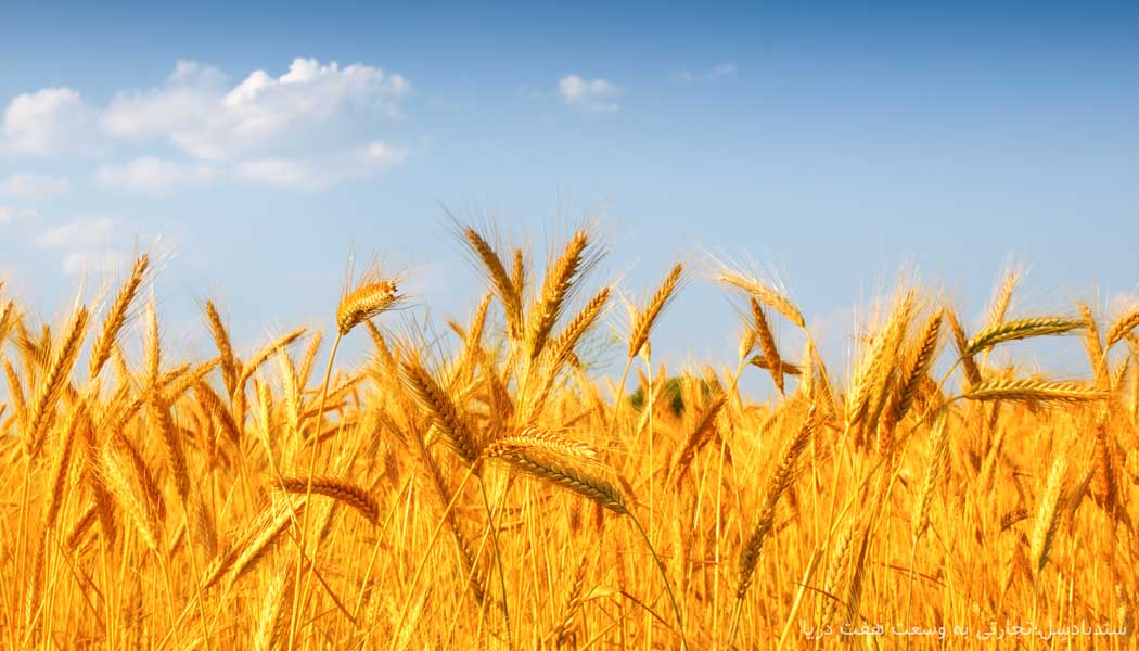 کاهش قیمت جهانی گندم