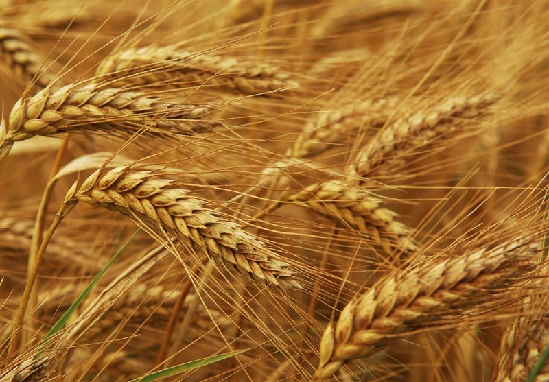 پیشنهاد ۱۰ هزار تومانی برای قیمت خرید تضمینی گندم