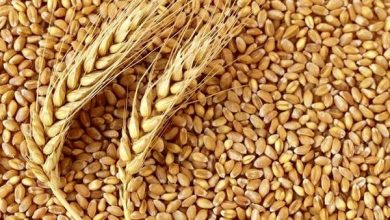اختلال در واردات گندم به اروپا و احتمال 4 برابر شدن قیمت نان