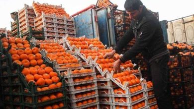 قیمت میوه‌های تنظیم بازاری شب عید اعلام شد پرتقال ۹۰۰۰ و سیب قرمز۱۱۰۰۰ تومان