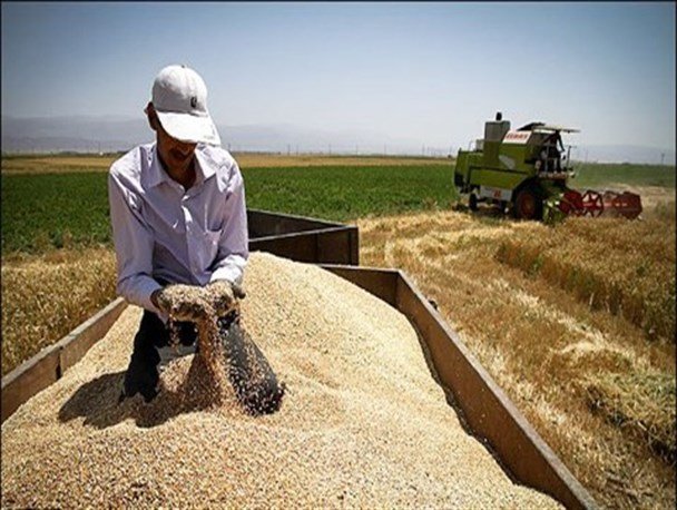 خرید تضمینی گندم و کلزا در خوزستان آغاز شد