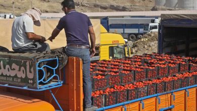صادرات محصولات کشاورزی به عراق افزایش یافت