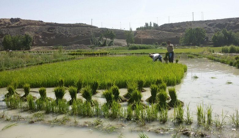 کشت برنج در استان لرستان ممنوع شد