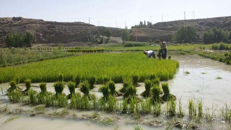 کشت برنج در استان لرستان ممنوع شد