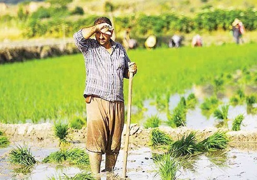 کشت برنج در کل استان خوزستان ممنوع شد