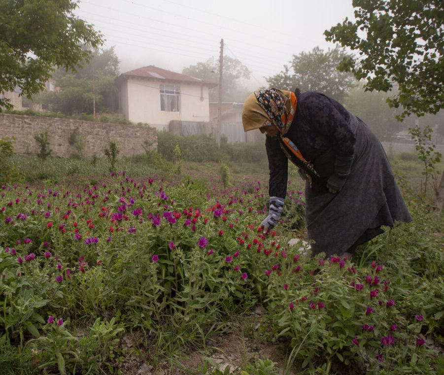سایه سنگین دلالان بر توسعه کشت گیاهان دارویی مازندران