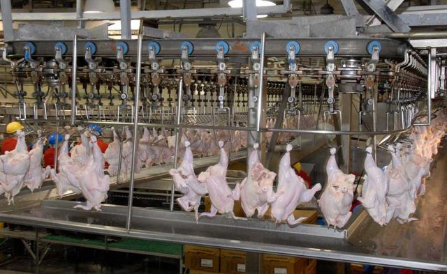 اختلاف باورنکردنی قیمت خرید مرغ از مرغدار با قیمت مصرف کننده