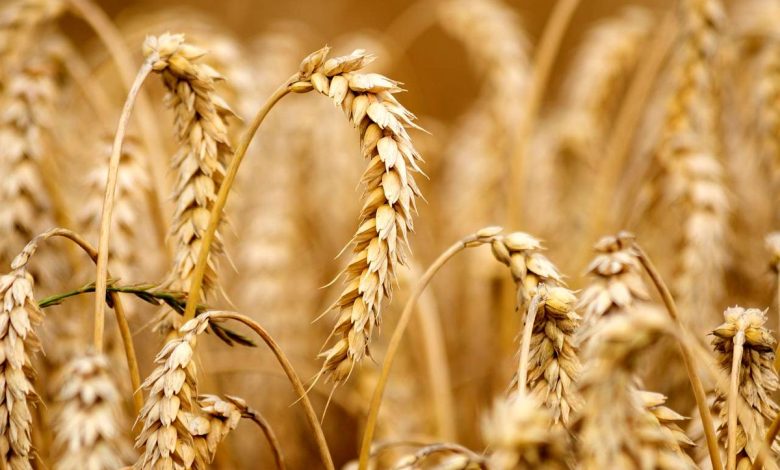 افزایش مجدد قیمت جهانی گندم با حمله روسیه به بندر اوکراین