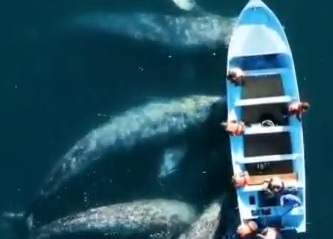 ویدیویی زیبا از تجمع نهنگ های خاکستری در اطراف یک قایق+ فیلم