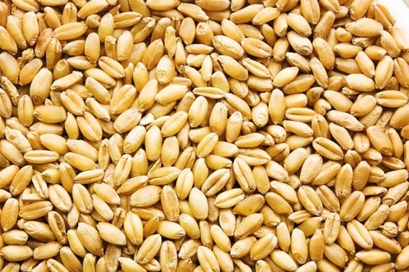 گندم در صدر واردات ایستاد