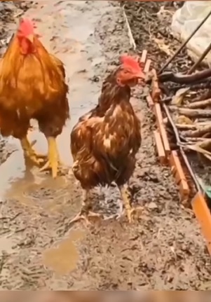 ویدئو وایرال شده از عاشقانه مرغ و خروس زیر باران شدید