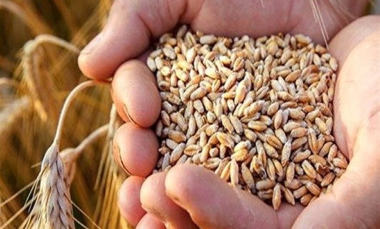 افزایش ۱۶۰ درصدی قیمت خرید تضمینی گندم در دولت سیزدهم