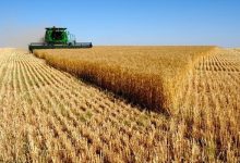 ایران چهاردهمین تولیدکننده بزرگ گندم دنیا شد