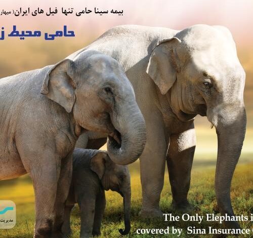 فیل‌های ایران تحت پوشش بیمه سینا