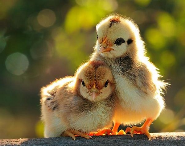 بقایای جوجه ۹۹میلیون ساله+ عکس