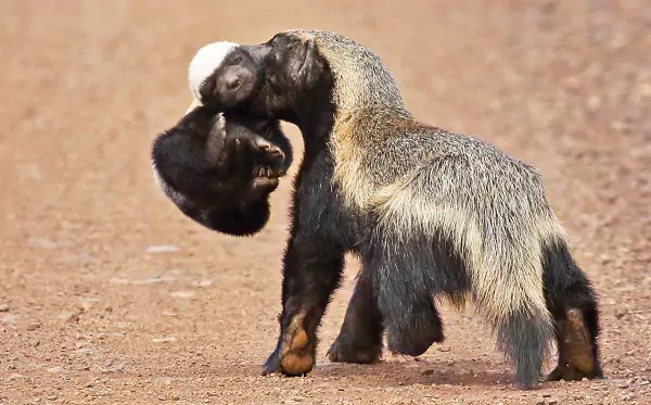 بچه گورکن عسل‌خوار+ عکس