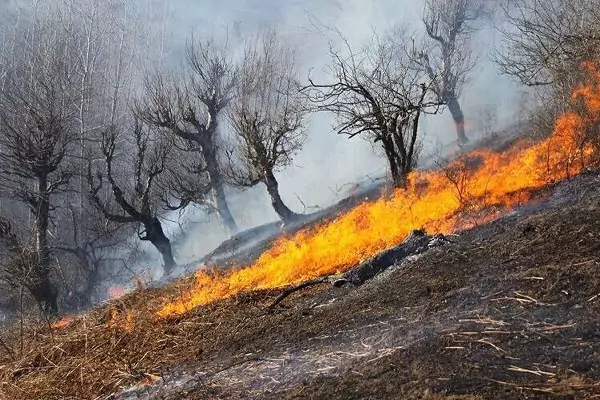 ویدیو وایرال شده از سیراب کردن لاک‌پشت نجات یافته از حریقِ مریوان