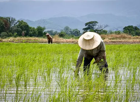 سهم «کشاورزی» از کیک اقتصاد آب می‌رود؛ کشاورزان در راه «صنعت» و «خدمات»؟