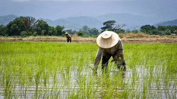 سهم «کشاورزی» از کیک اقتصاد آب می‌رود؛ کشاورزان در راه «صنعت» و «خدمات»؟