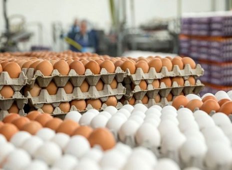 قیمت جدید تخم مرغ در بازار