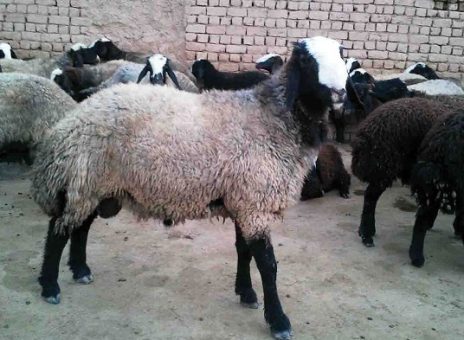 راه حل روزنامه دولت برای کاهش قیمت گوشت: منتظر زایش گوسفند‌های وارداتی باشید!