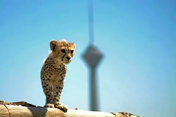 عکس غم‌انگیزی که داغ پیروز را زنده کرد