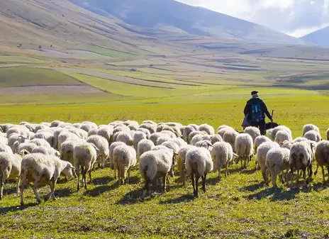 چوپان‌های ایرانی برای مدرن شدن چه می کنند؟+ عکس