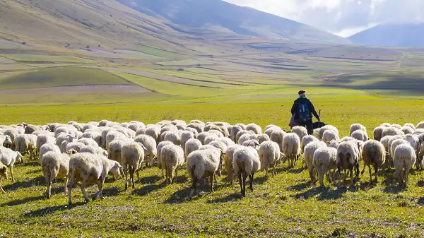 چوپان‌های ایرانی برای مدرن شدن چه می کنند؟+ عکس