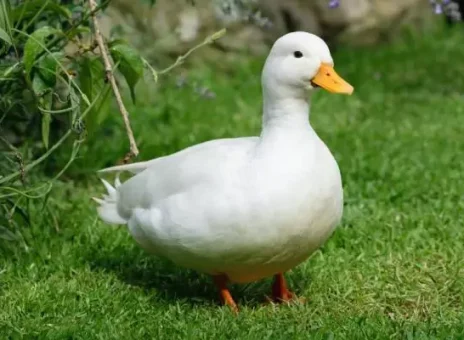 گربه آزاری این بار توسط یک اردک بامزه!+ ویدیو