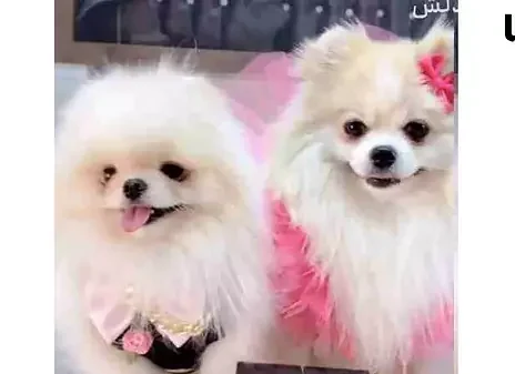 جشن عروسی لاکچری و میلیاردی دو سگ در تهران+عکس