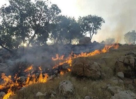 جنگل‌های پلدختر