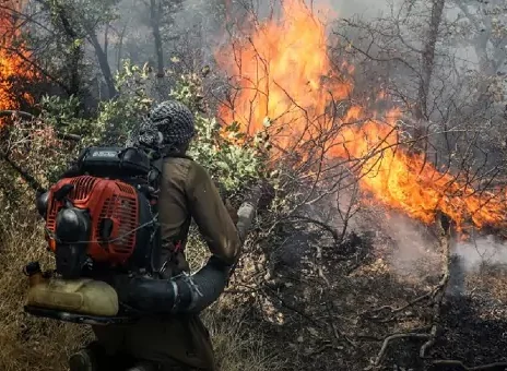 آتش سوزی جنگلی