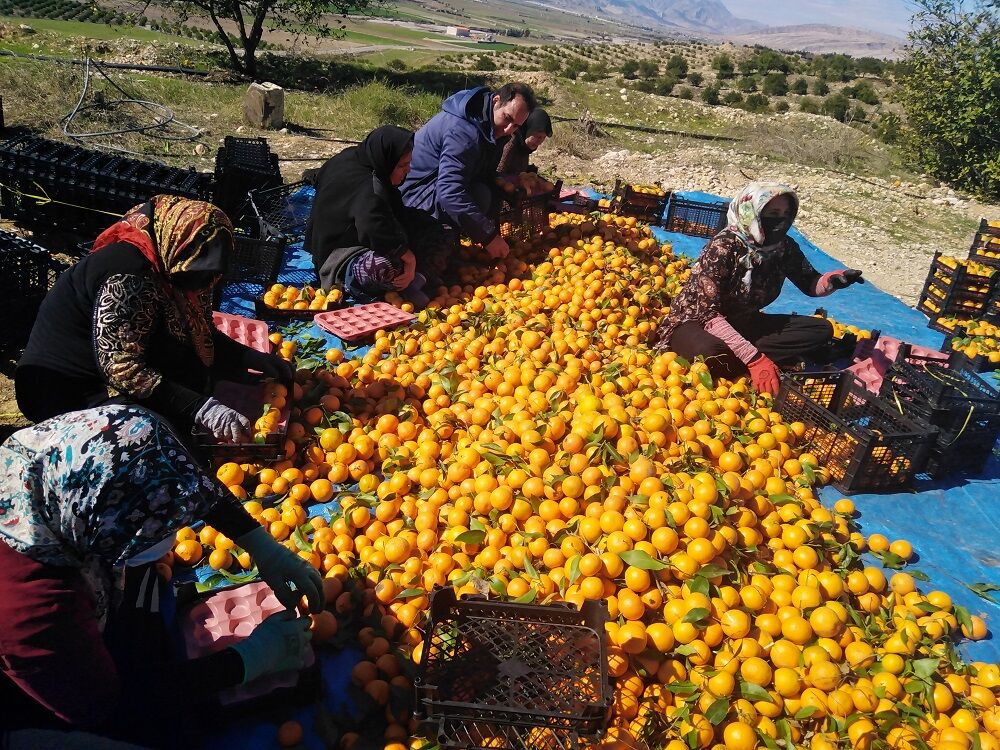 عدم همراهی مدیران، علت ضعف گلستان در صادرات