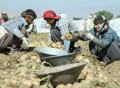 بی‌اعتمادی کشاورزان به دولت، مهمترین چالش سرشماری کشاورزی