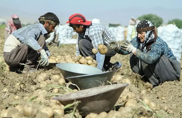 بی‌اعتمادی کشاورزان به دولت، مهمترین چالش سرشماری کشاورزی