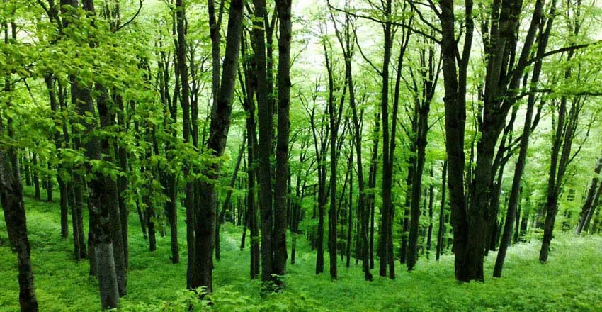 جنگل‌ های هیرکانی
