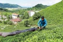 عجب چای داغی!